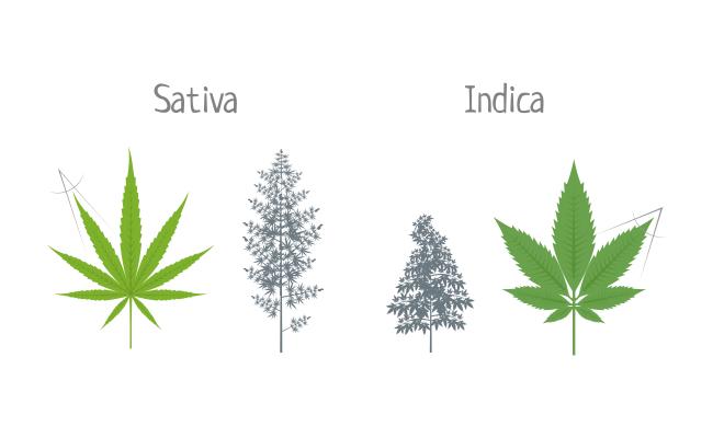 Indica or Sativa