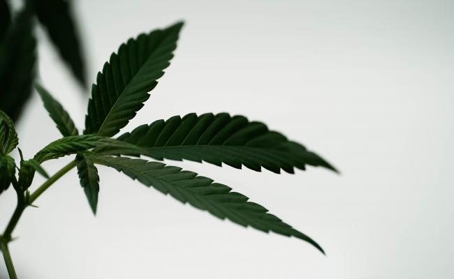 Close up macro view of medical marijuana plant leaves