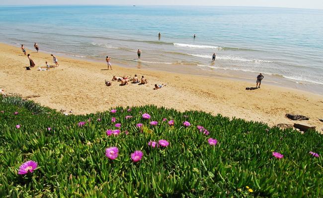 Sunny beach with small waves, beach goers and foliage in the forground.