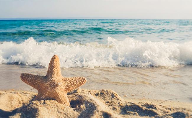 A starfish on the beach