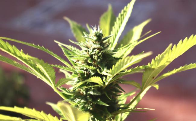 Entourage Effect of Cannabis: Harnessing Full-Spectrum Marijuana Benefits and THC CBD Synergy
