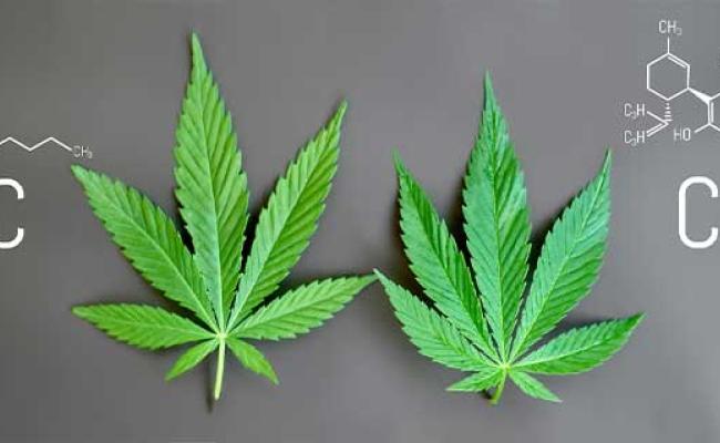 An illustration of the chemical differences of THC and CBD