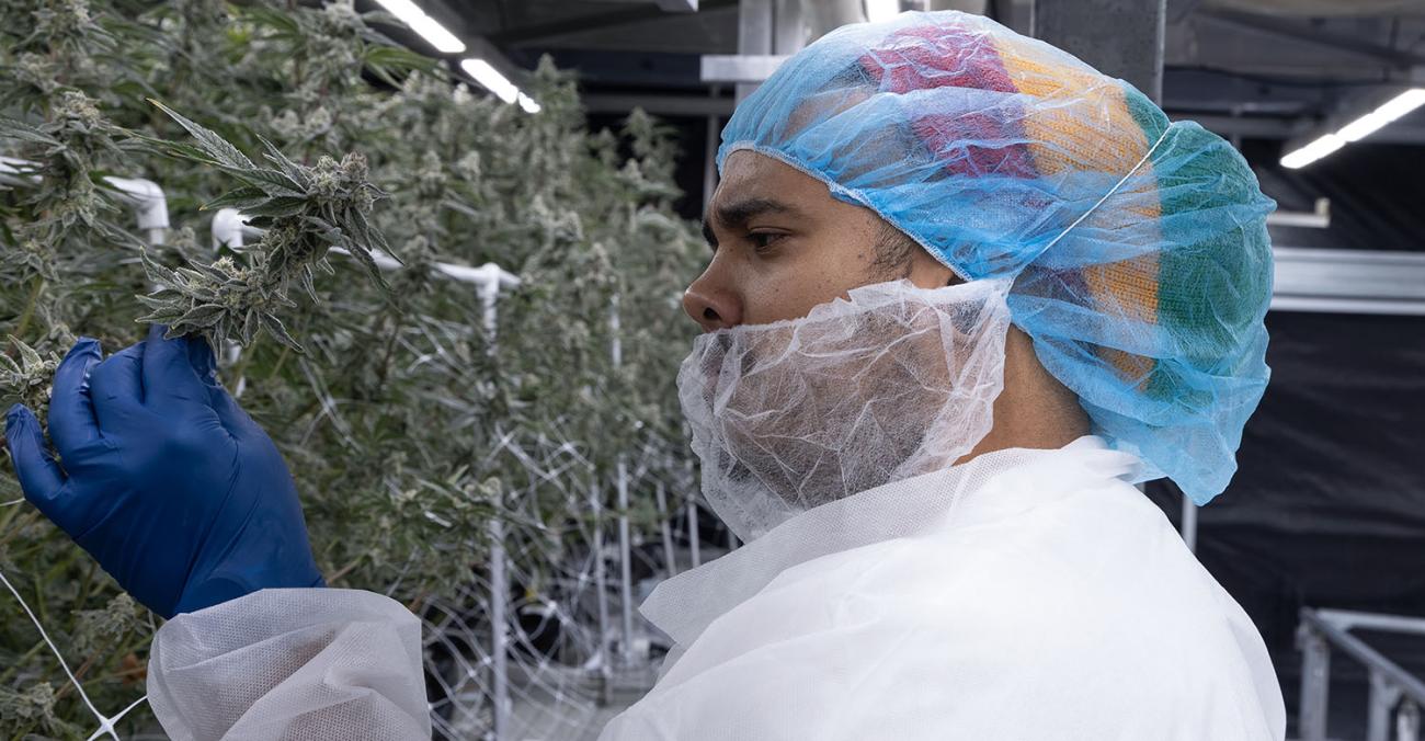 Photo of technician holding cannabis flower