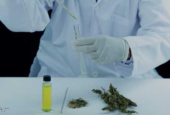 Lab staff texting cannabis extracts.