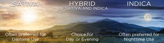 Images showing suggested usage time-of-day for various cannabis strains