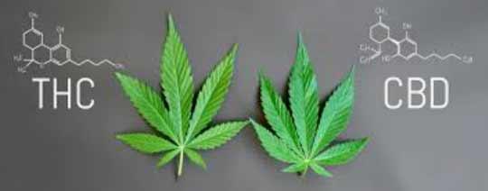 Diagram illustrating the chemical structures of THC and CBD