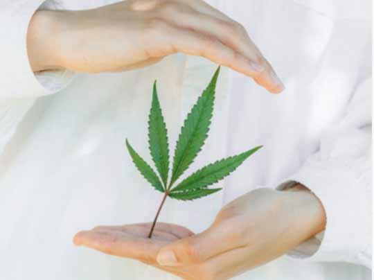 A large cannabis leaf being suspended between two hands.