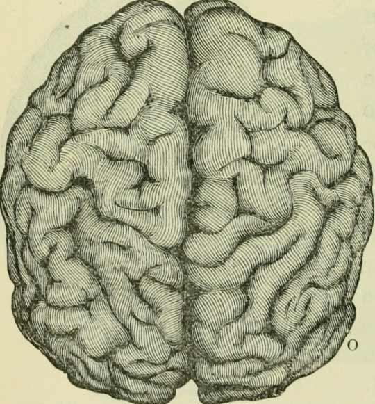 Illustration of an external view of a brain