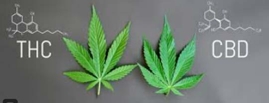 Image of two marijuana leaves denoting THC and CBD properties.