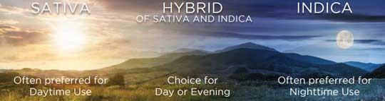 Image denoting different strainsofCannabis and their benefits