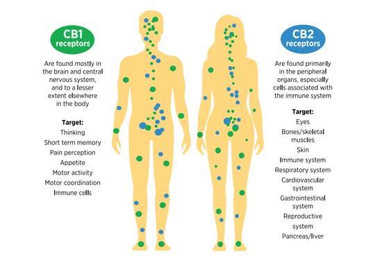 Illustration showing information about CB1 and CB2 receptors