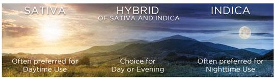 Illustration depicting suggested strains of cannabis for different times of the day.