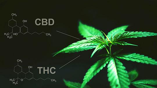A simple illustration about the chemical differences between CBD and THC