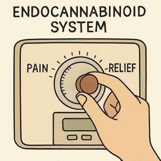 A stylish drawing of a hand turning a knob labeled "Pain" at one side and "Relief" at the other. A label above the dial reads "Endocannabinoid System"