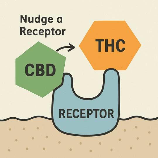 An illustration showing CBD and THC interacting with a receptor.