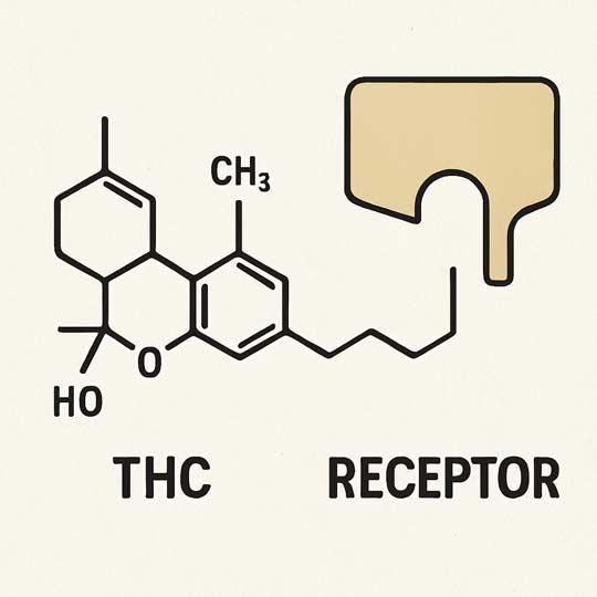An illustration depicting THC and a receptor of THC