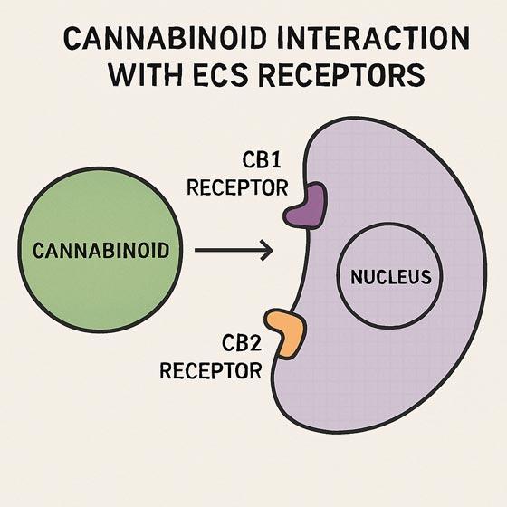 Illustration of Cannabinoid interaction  with ECS receptors 
