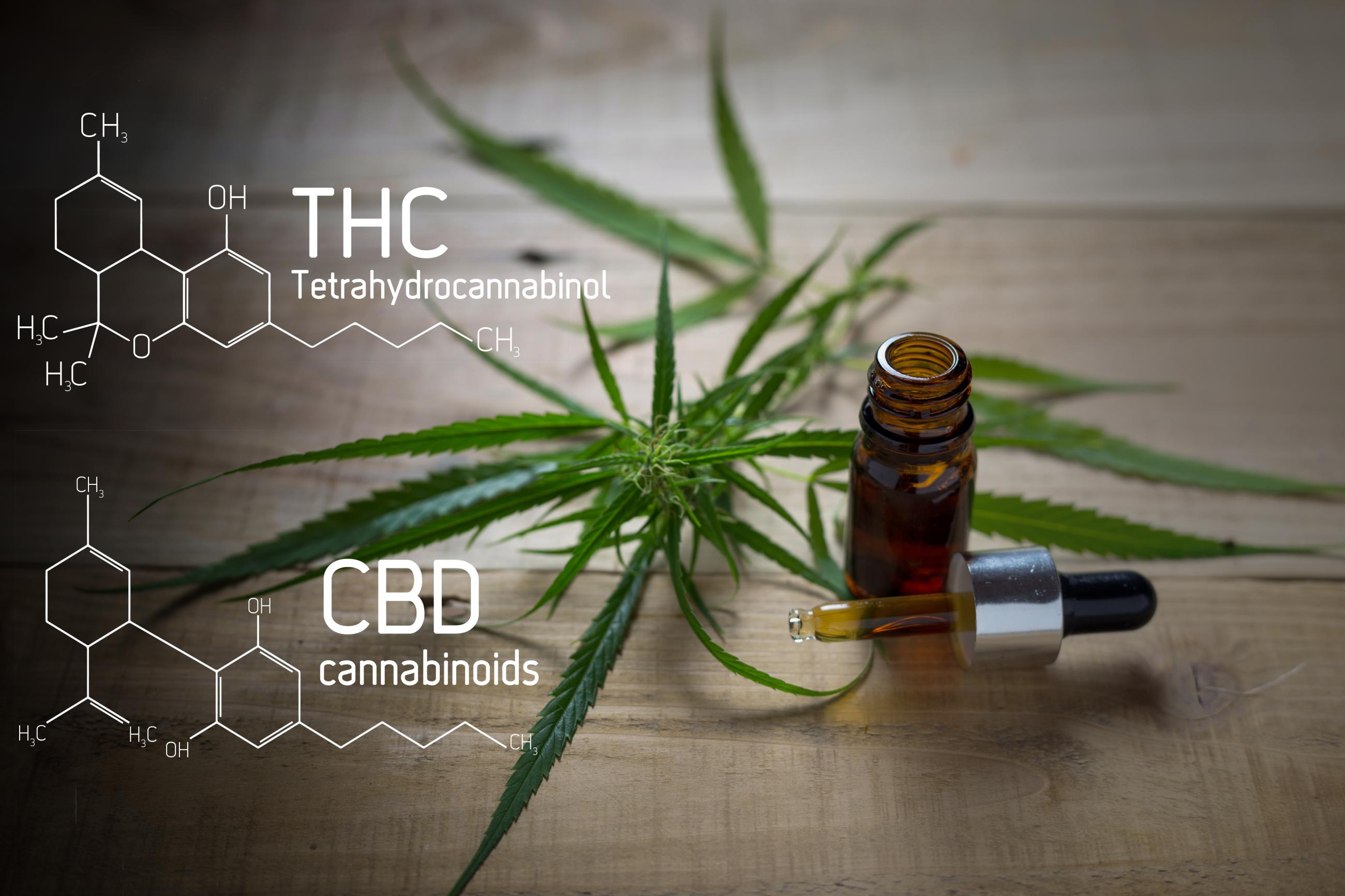 CBD And THC: Options For Florida Medical Marijuana Patients | Marijuana ...