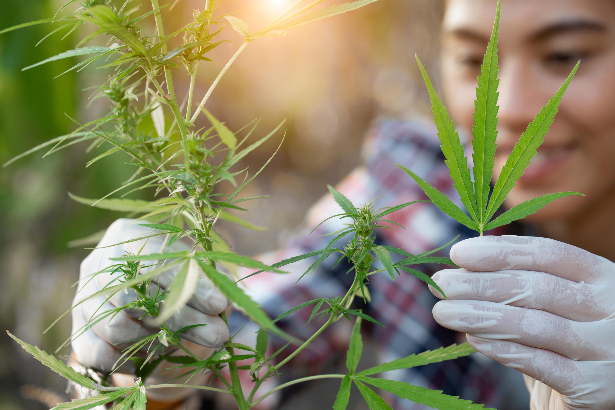 A woman examines marijuana plants.