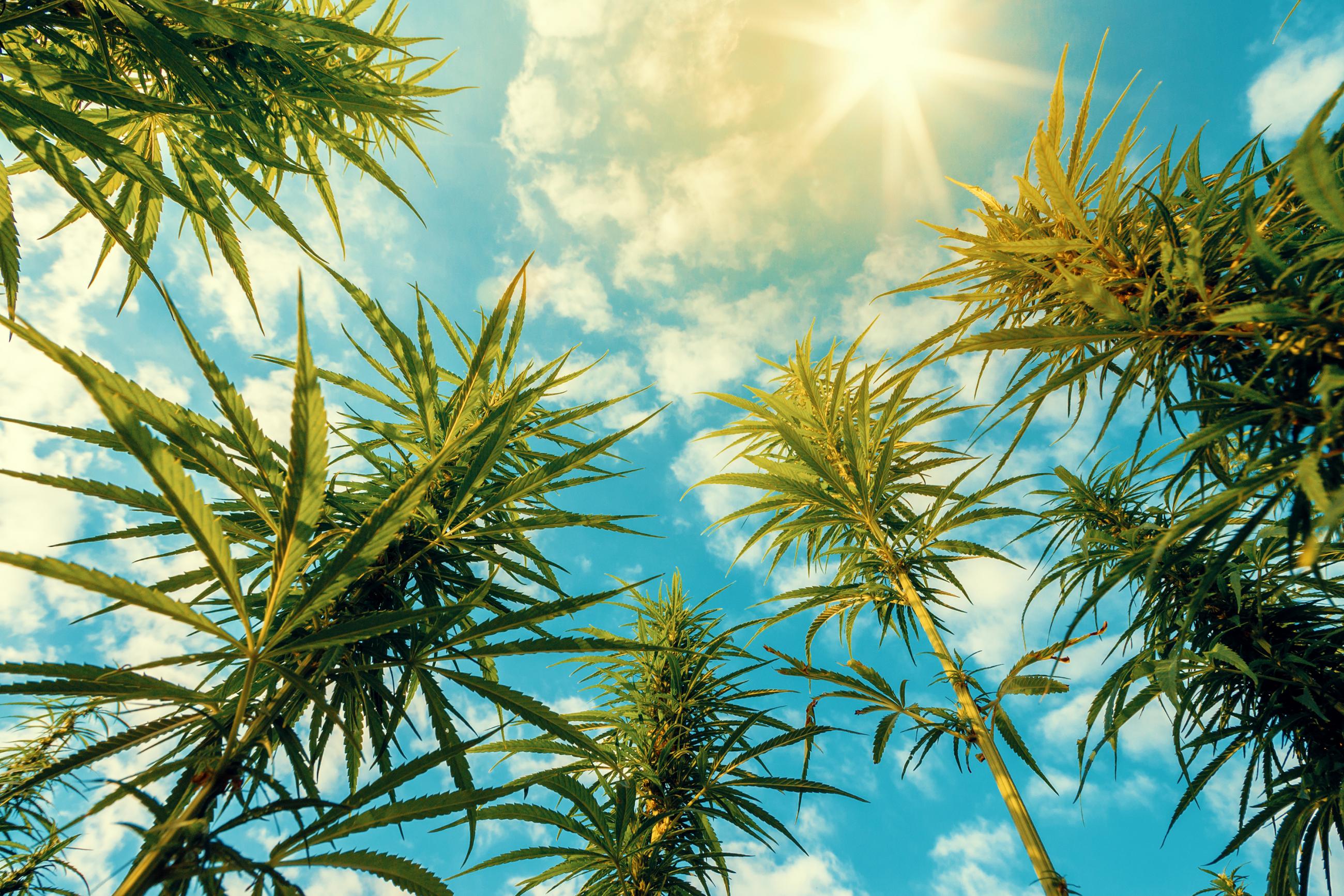 Cannabis plants shown against a blue sky background with clouds.