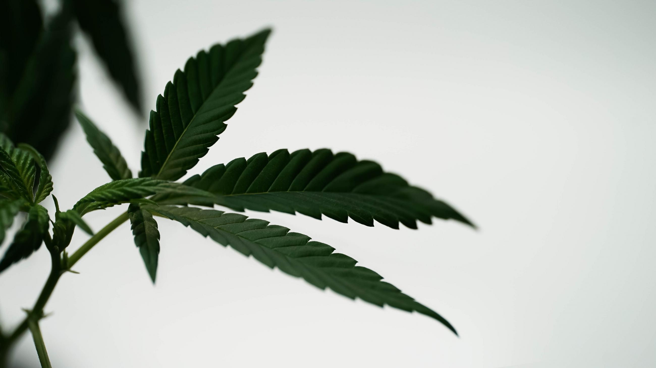 Close up macro view of medical marijuana plant leaves