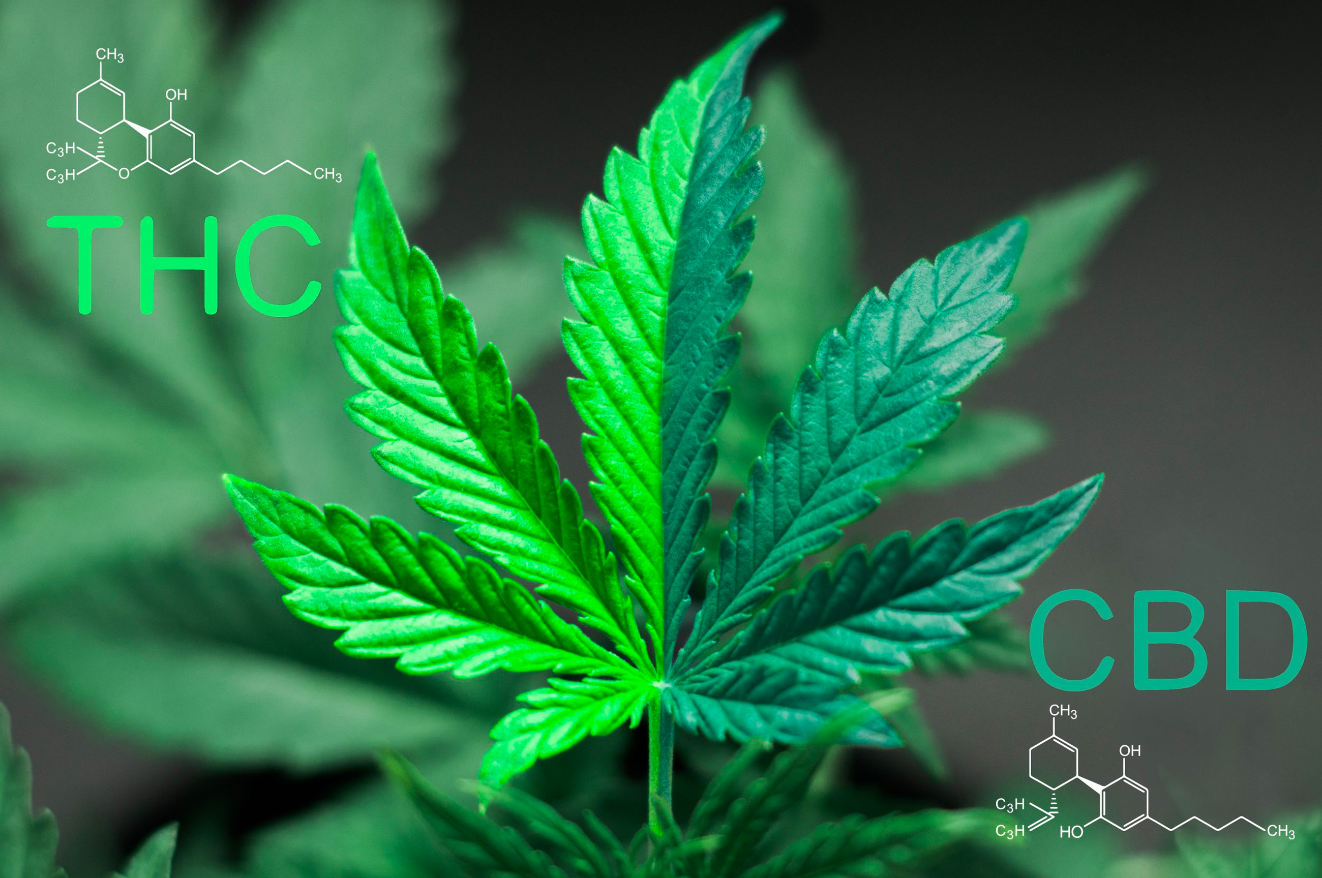 Does CBD Get You High? Understand the Difference between CBD and THC