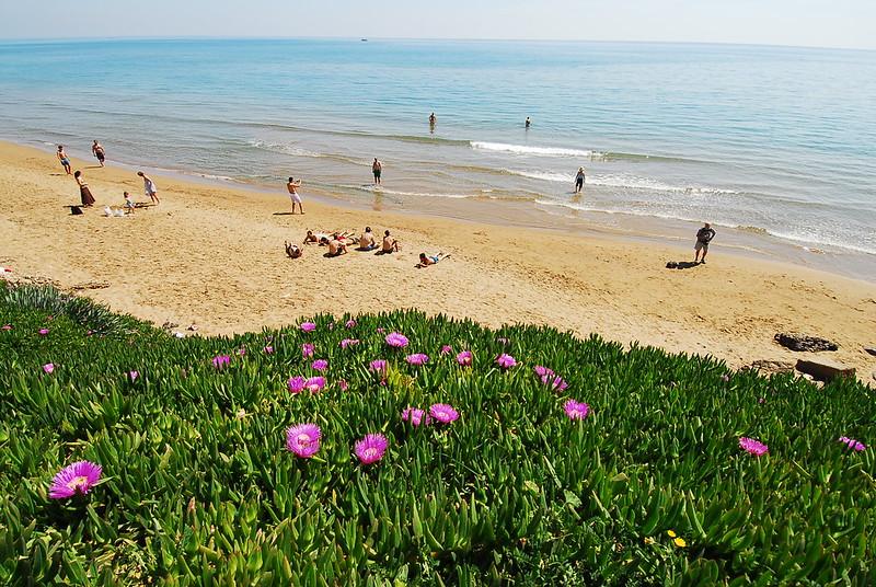 Sunny beach with small waves, beach goers and foliage in the forground.