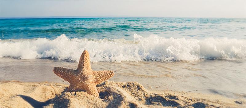 A starfish on the beach