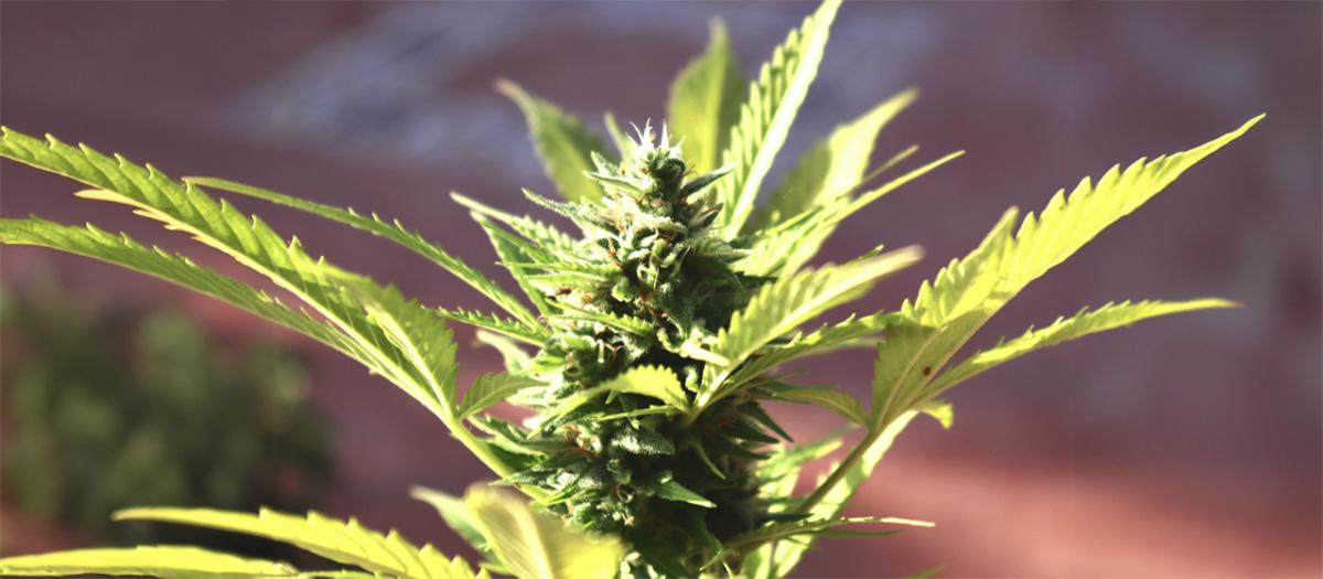 Entourage Effect of Cannabis: Harnessing Full-Spectrum Marijuana Benefits and THC CBD Synergy